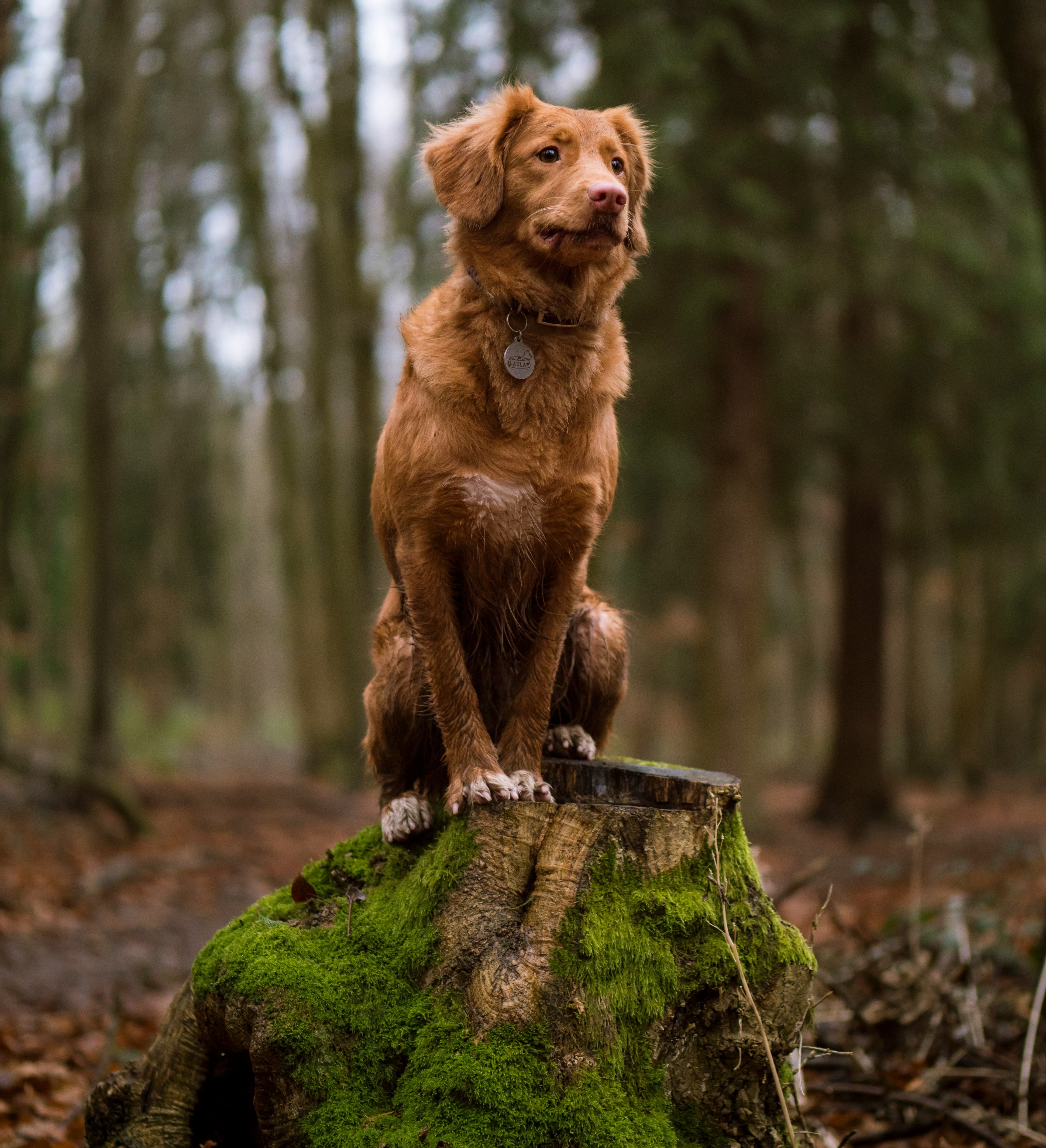 Dog in woods