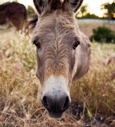 donkey face