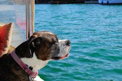 dog on boat
