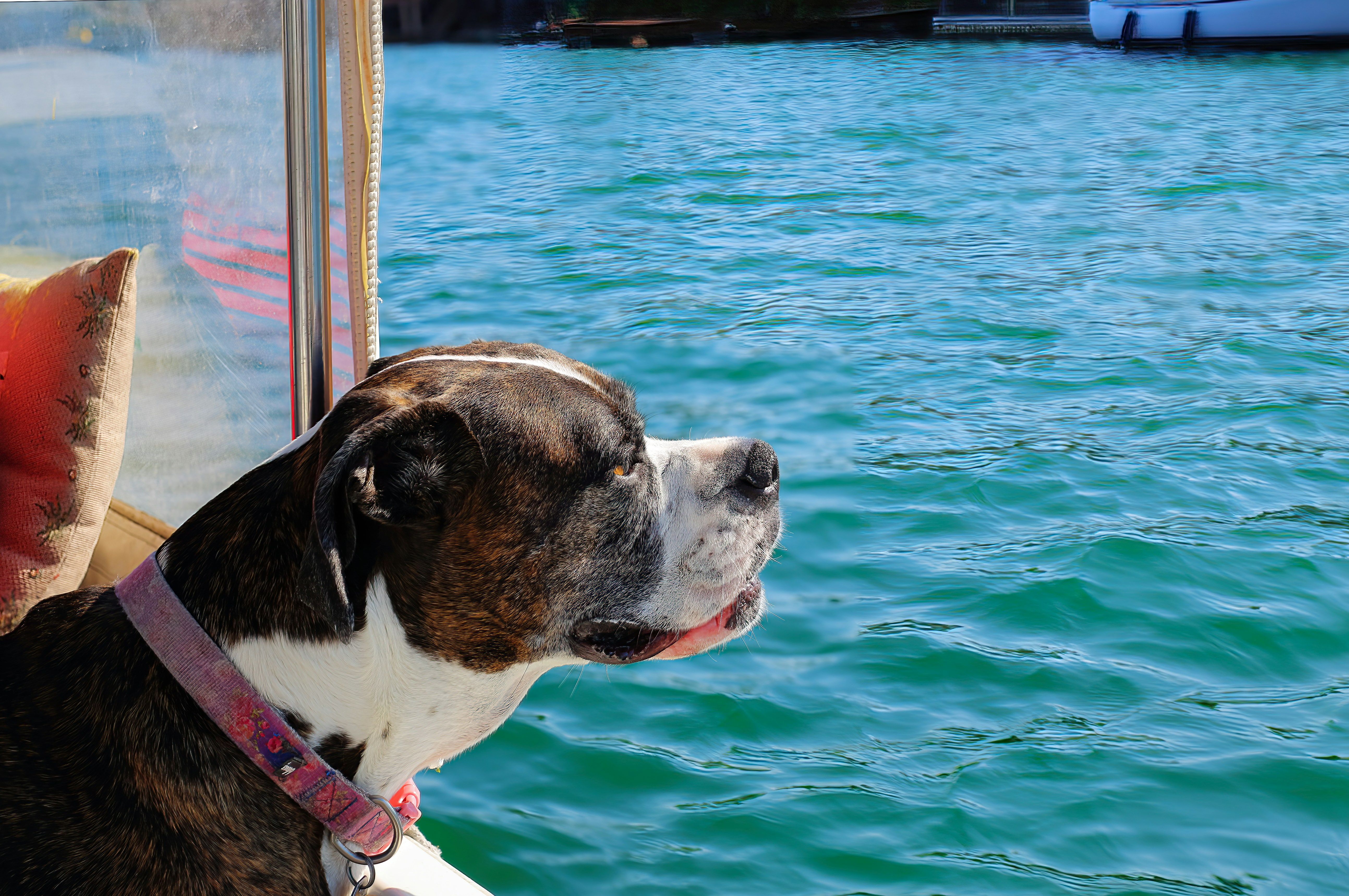 dog on boat