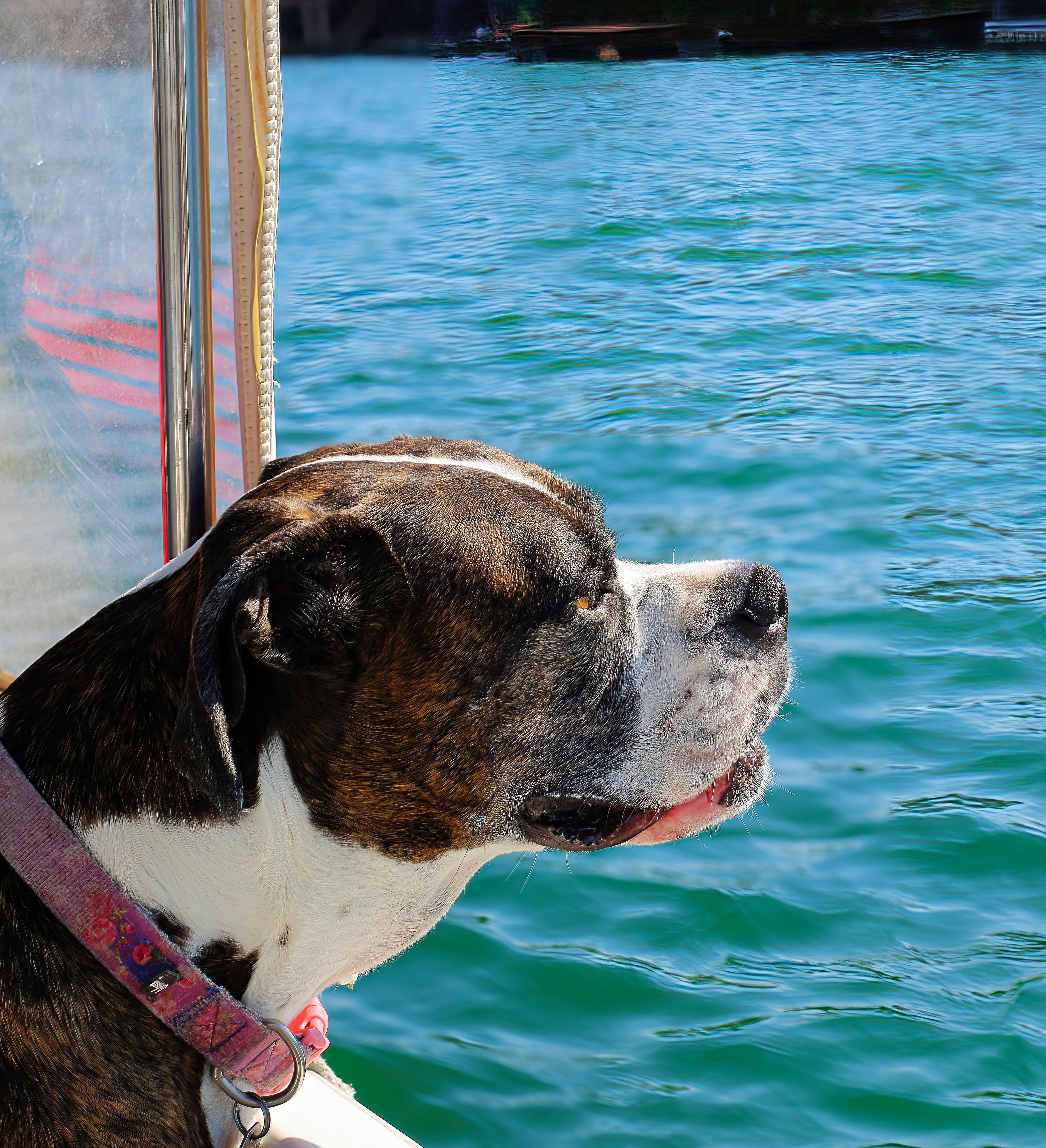 dog on boat