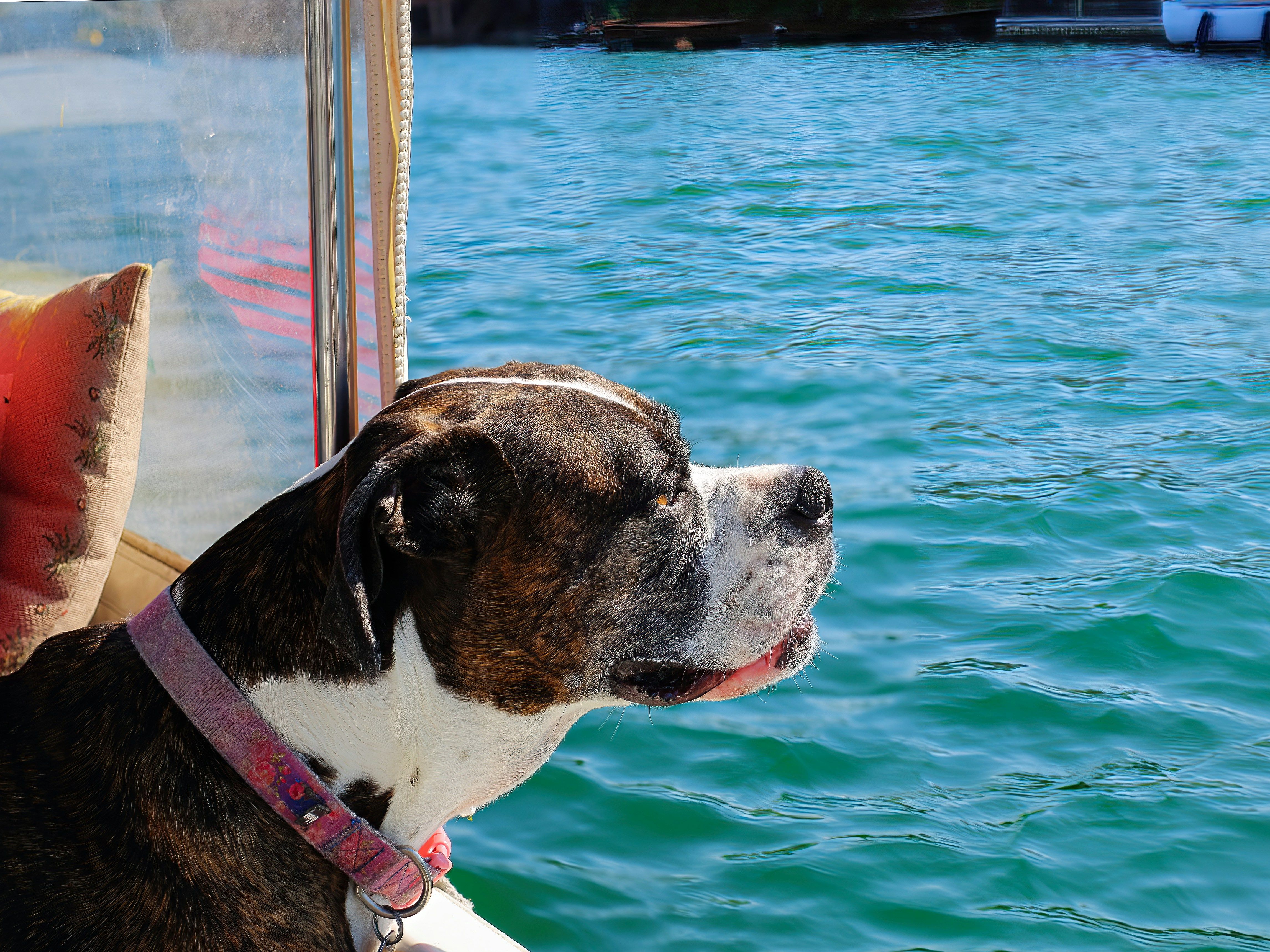 dog on boat
