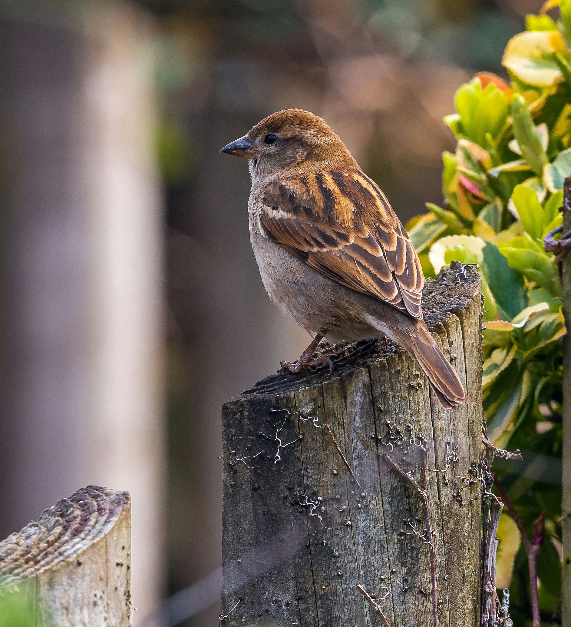 andy-holmes-i-7HDFvmI6E-unsplash