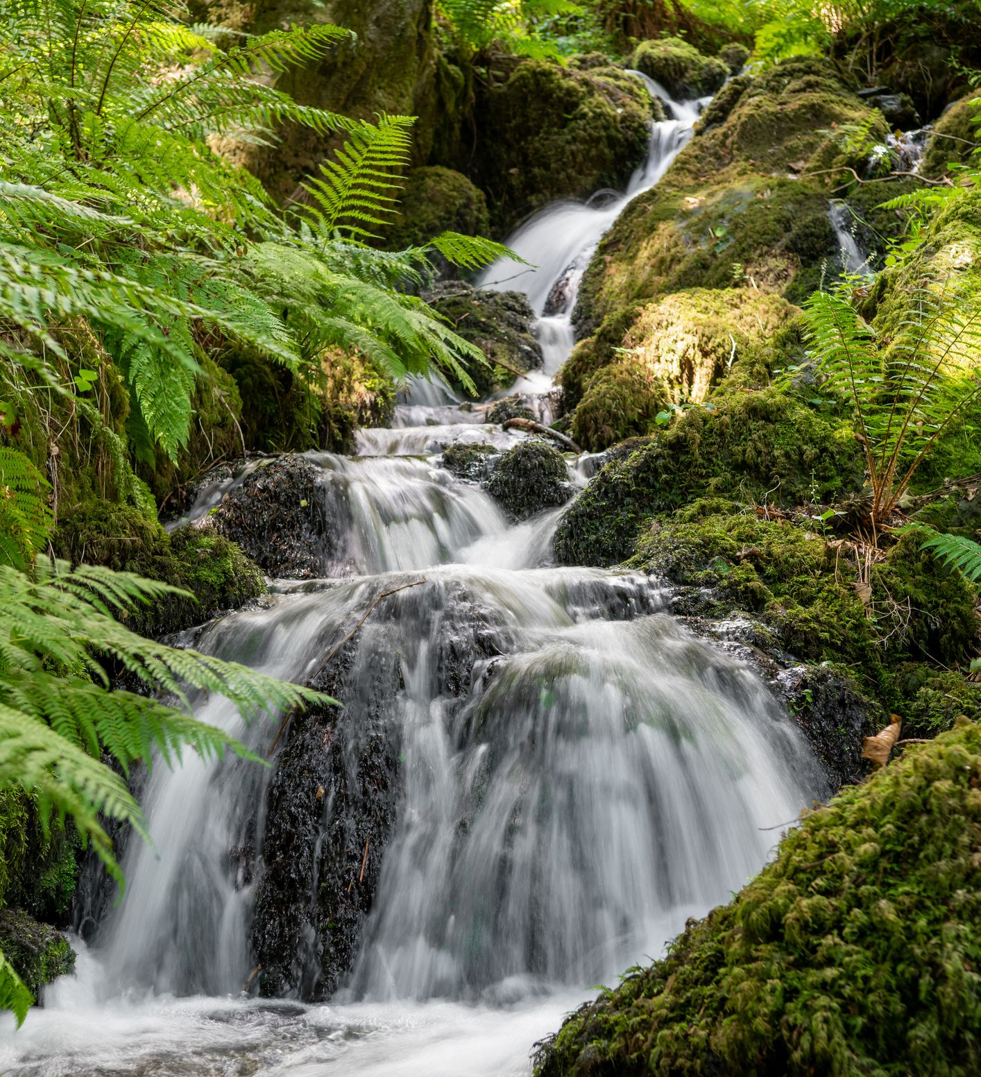A small, cascading waterfall flows over moss-covered rocks surrounded by lush green ferns in a tranquil forest setting.