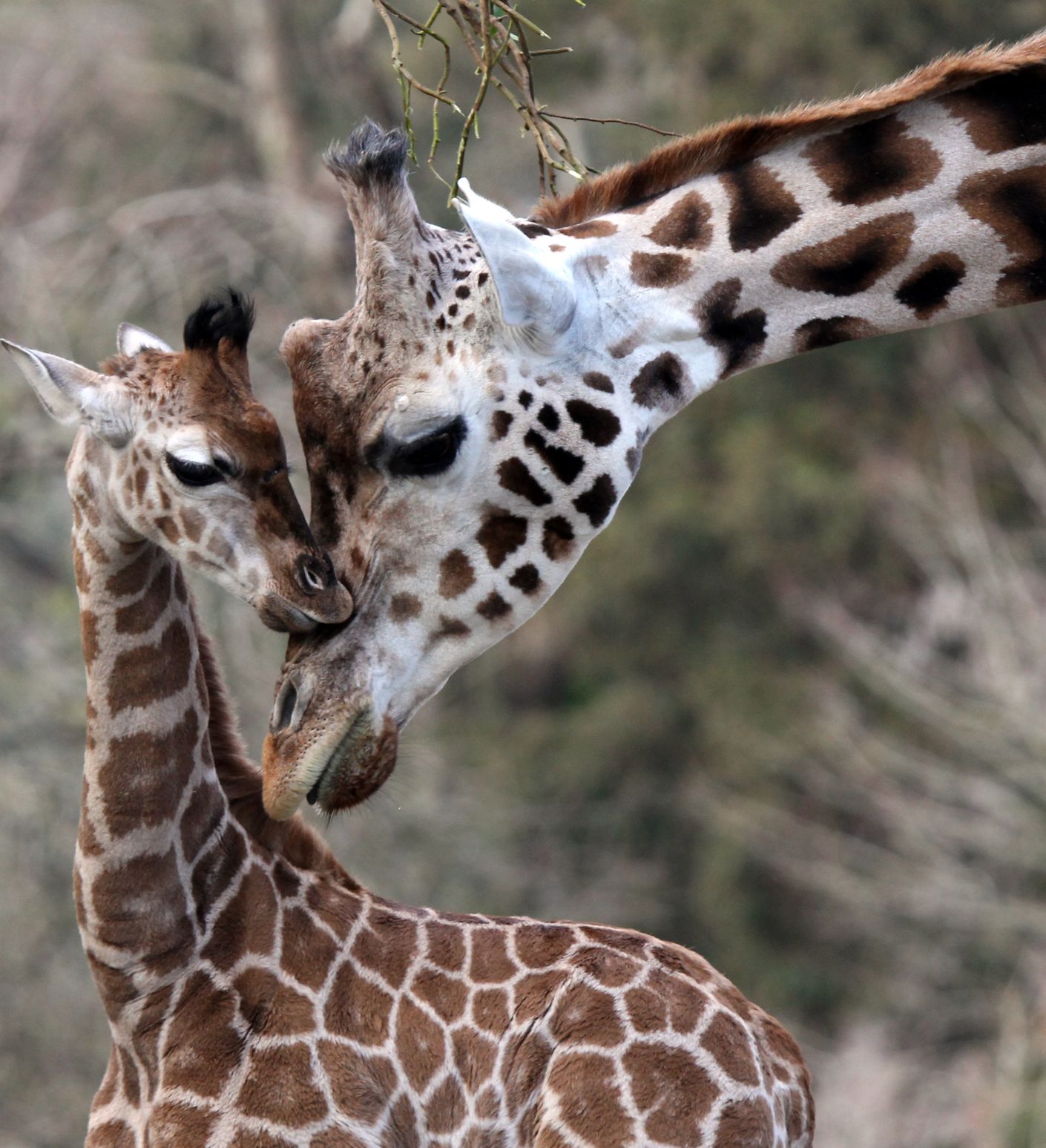 A tender moment between a giraffe and its calf, as the adult gently nuzzles the young one. Both have patterned coats, with a blurred natural background.