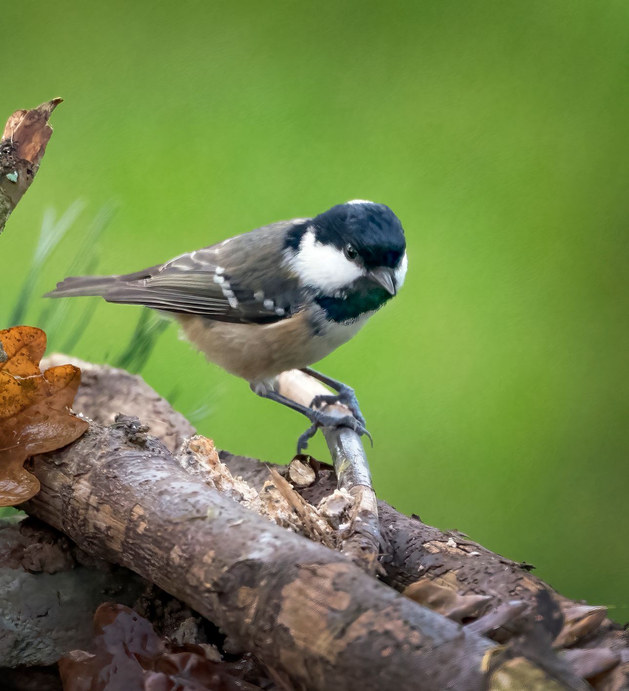 A small black-and-white bird, possibly a coal tit, perches on a twig among fallen leaves and branches. The background is a soft, blurred green, highlighting the bird.