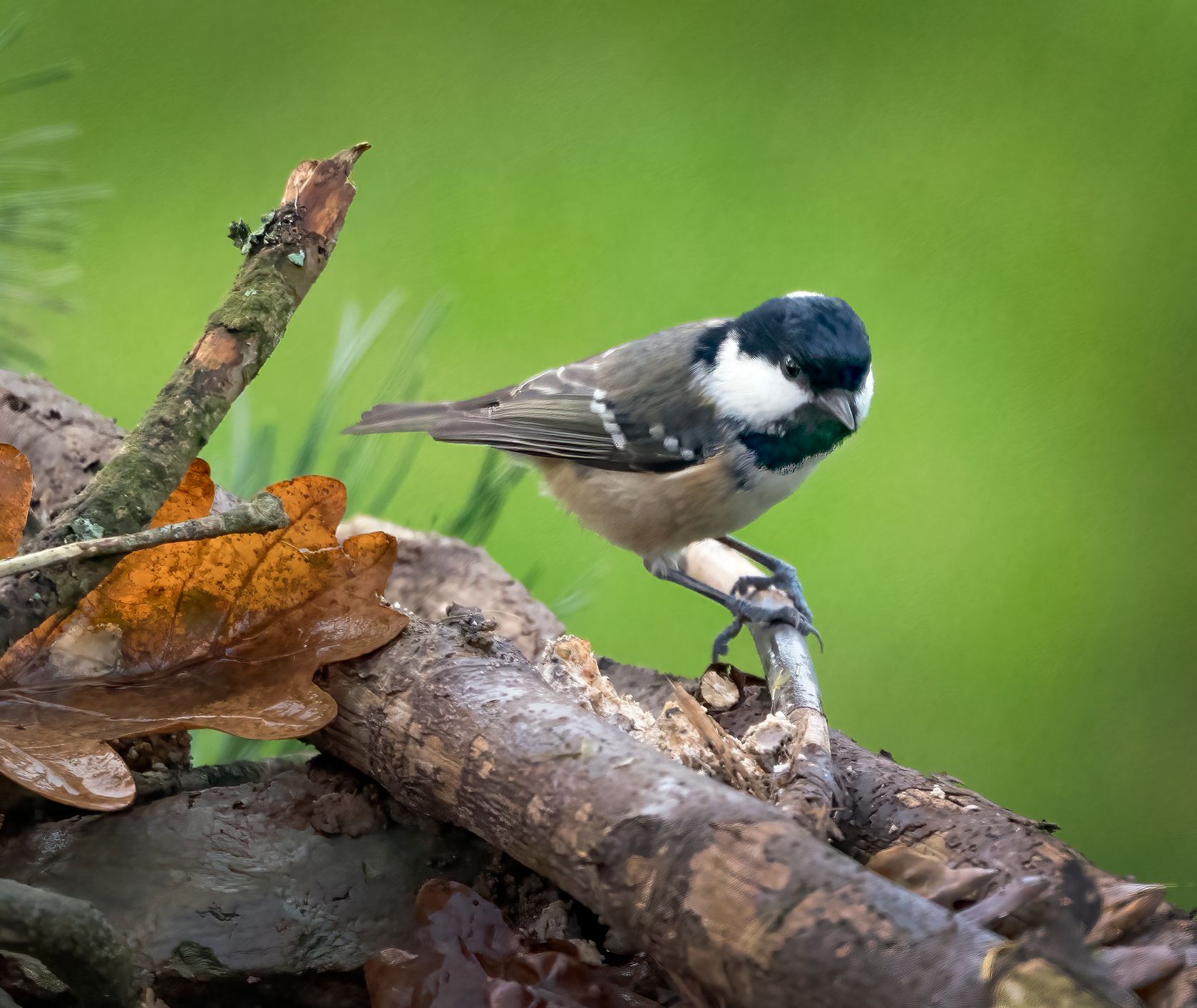 A small black-and-white bird, possibly a coal tit, perches on a twig among fallen leaves and branches. The background is a soft, blurred green, highlighting the bird.