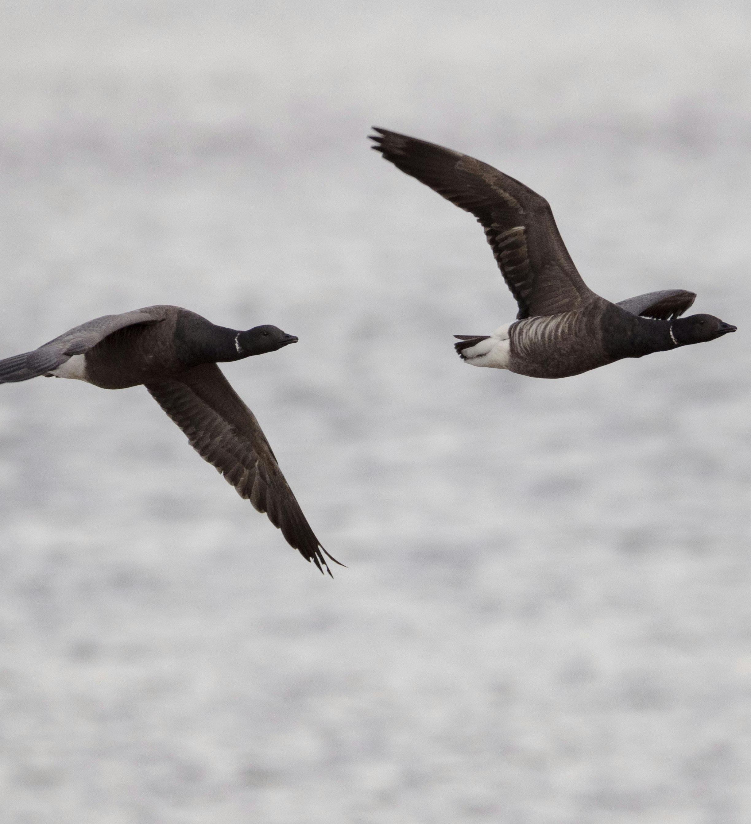 Three dark-feathered geese flying in formation above a blurred background of calm water.