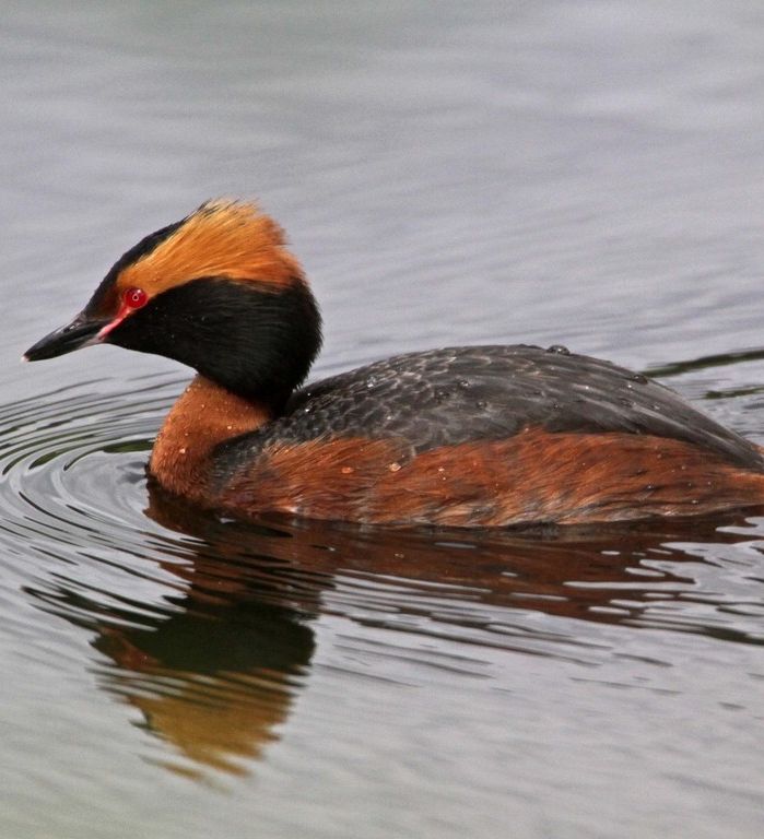 Slavonian Grebe - Hazelwood