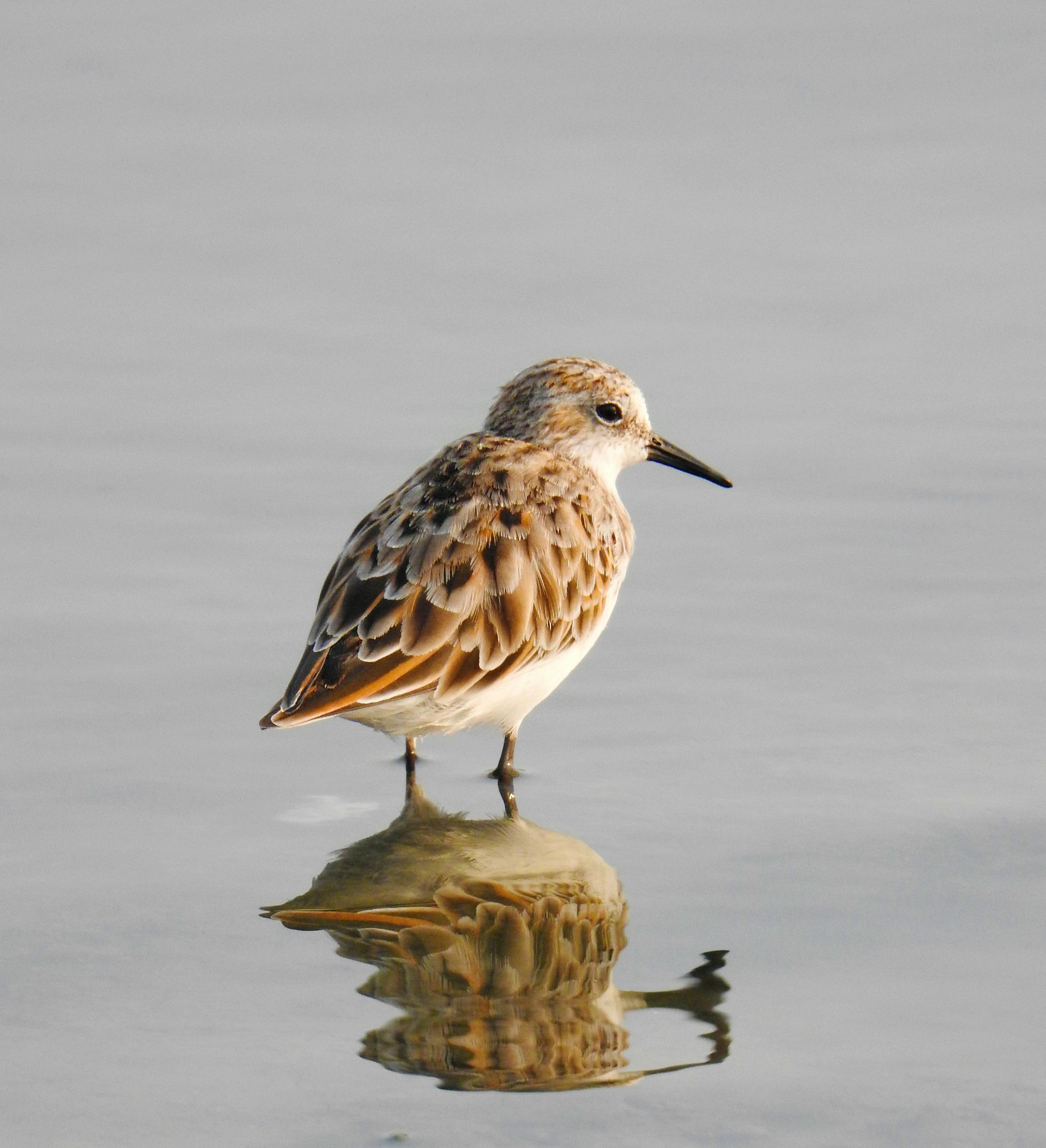 Little Stint - Hazelwood