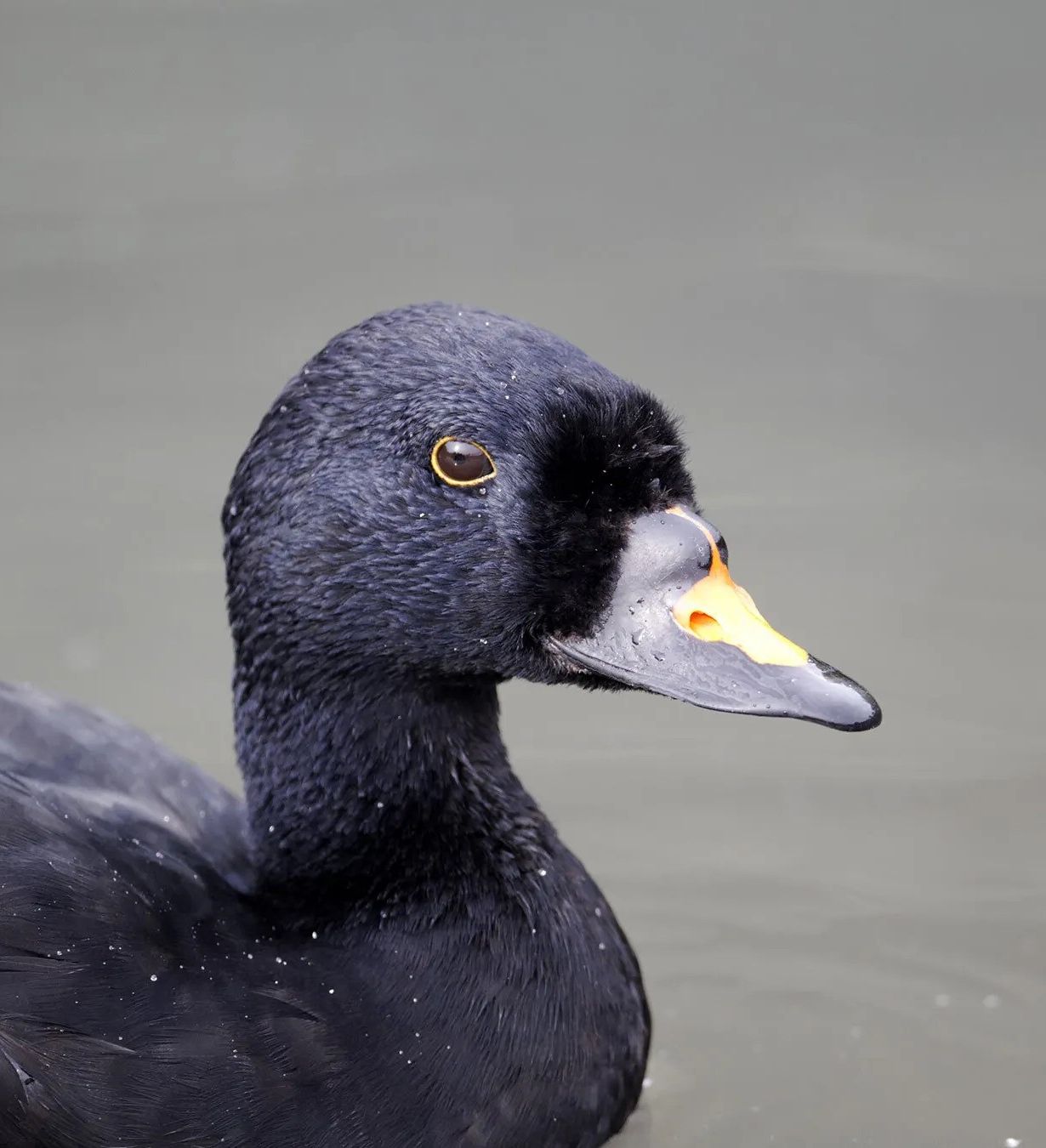 Common Scoter - Hazelwood