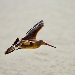 Black-Tailed Godwit - Hazelwood