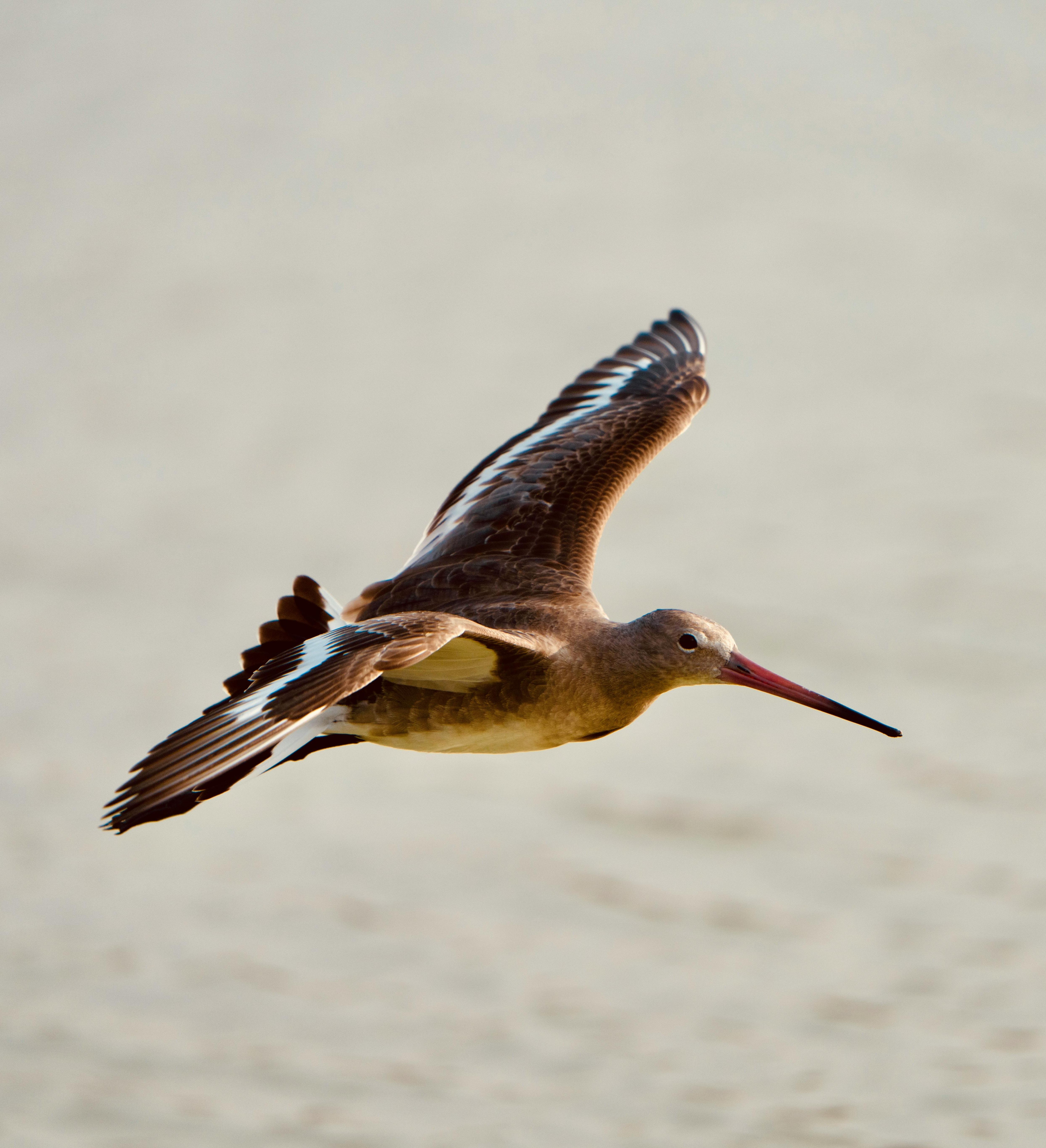 Black-Tailed Godwit - Hazelwood
