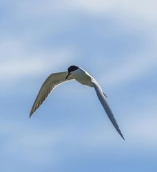 Arctic Tern - Hazelwood