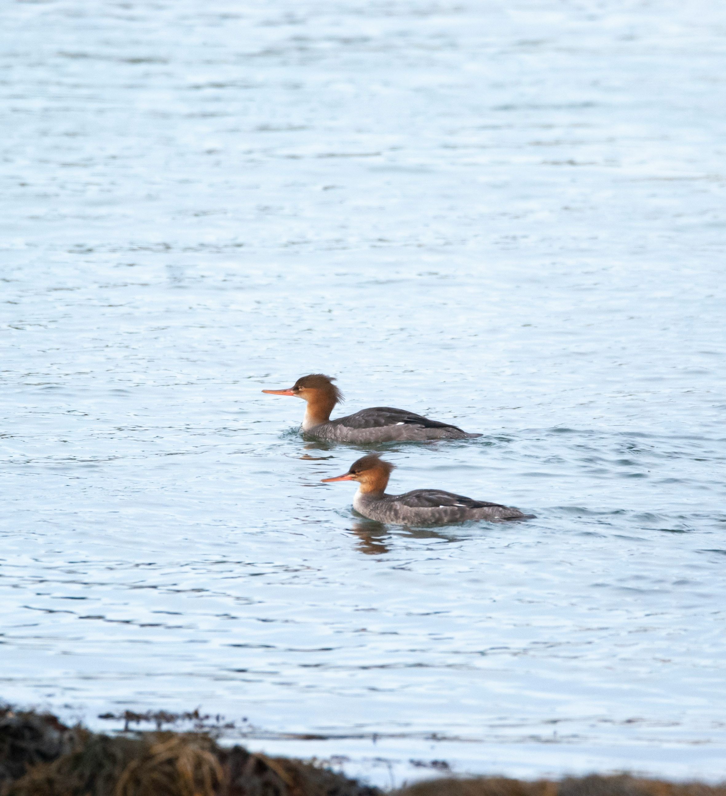 Red-Breasted Mergansers - Hazelwood