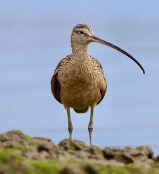Curlews - Hazelwood