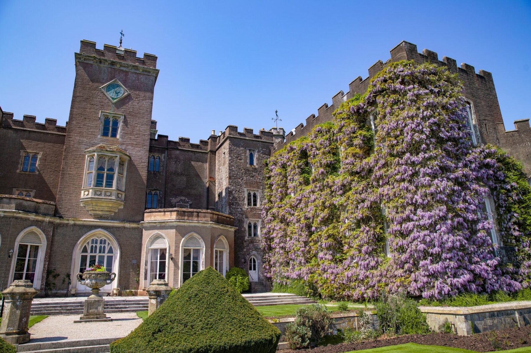 Wisteria on Powderham Castle