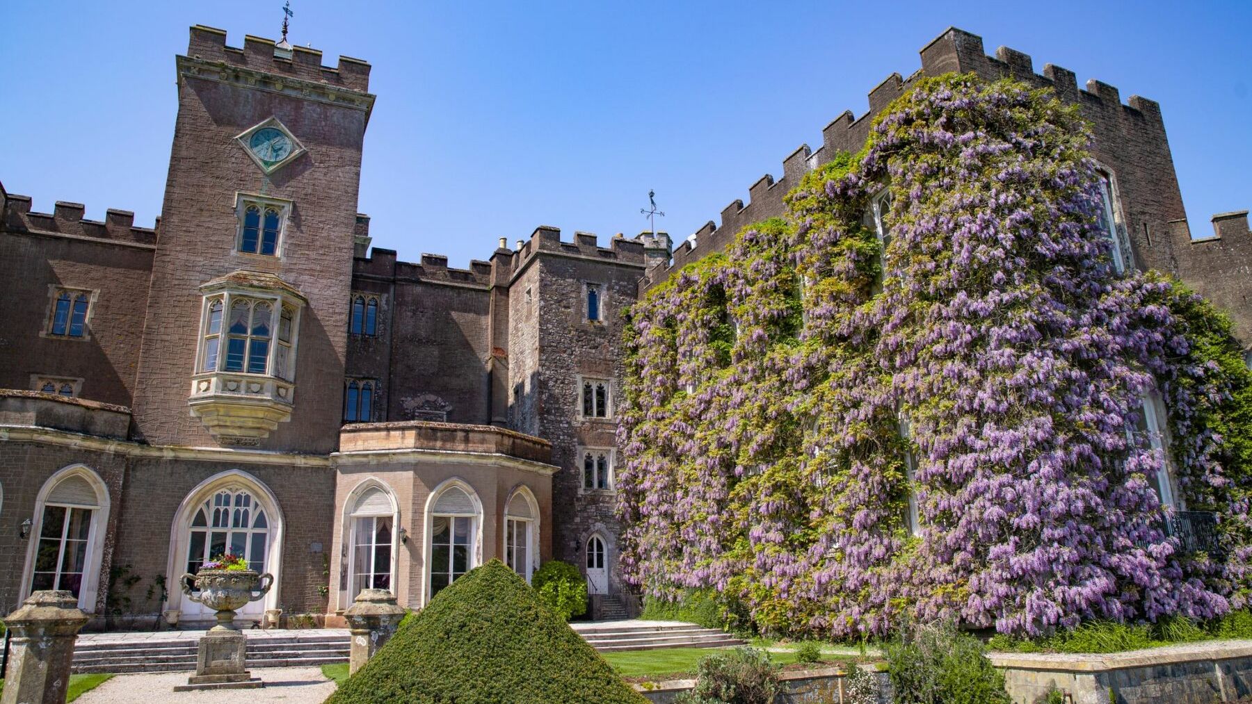 Wisteria on Powderham Castle