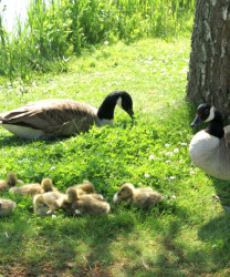 Ducks at Hazelwood Holiday Park Dawllish Warren