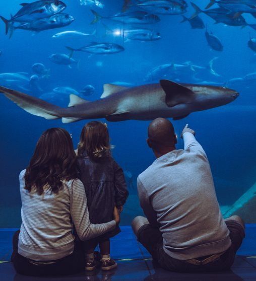 Family watching a large shark and other fish in an aquarium