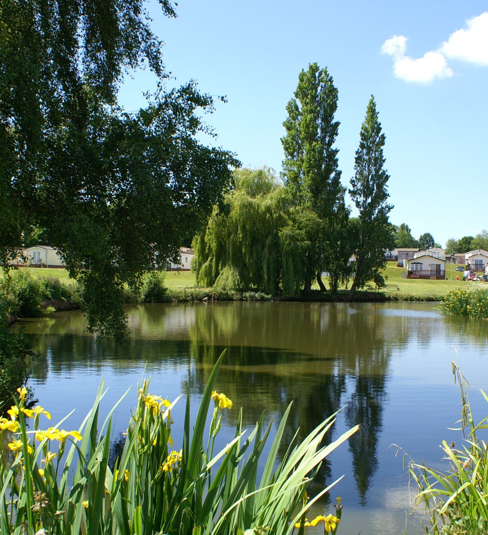 Small lake surrounded by green trees and grassy area with yellow flowers in the foreground and buildings in the background.
