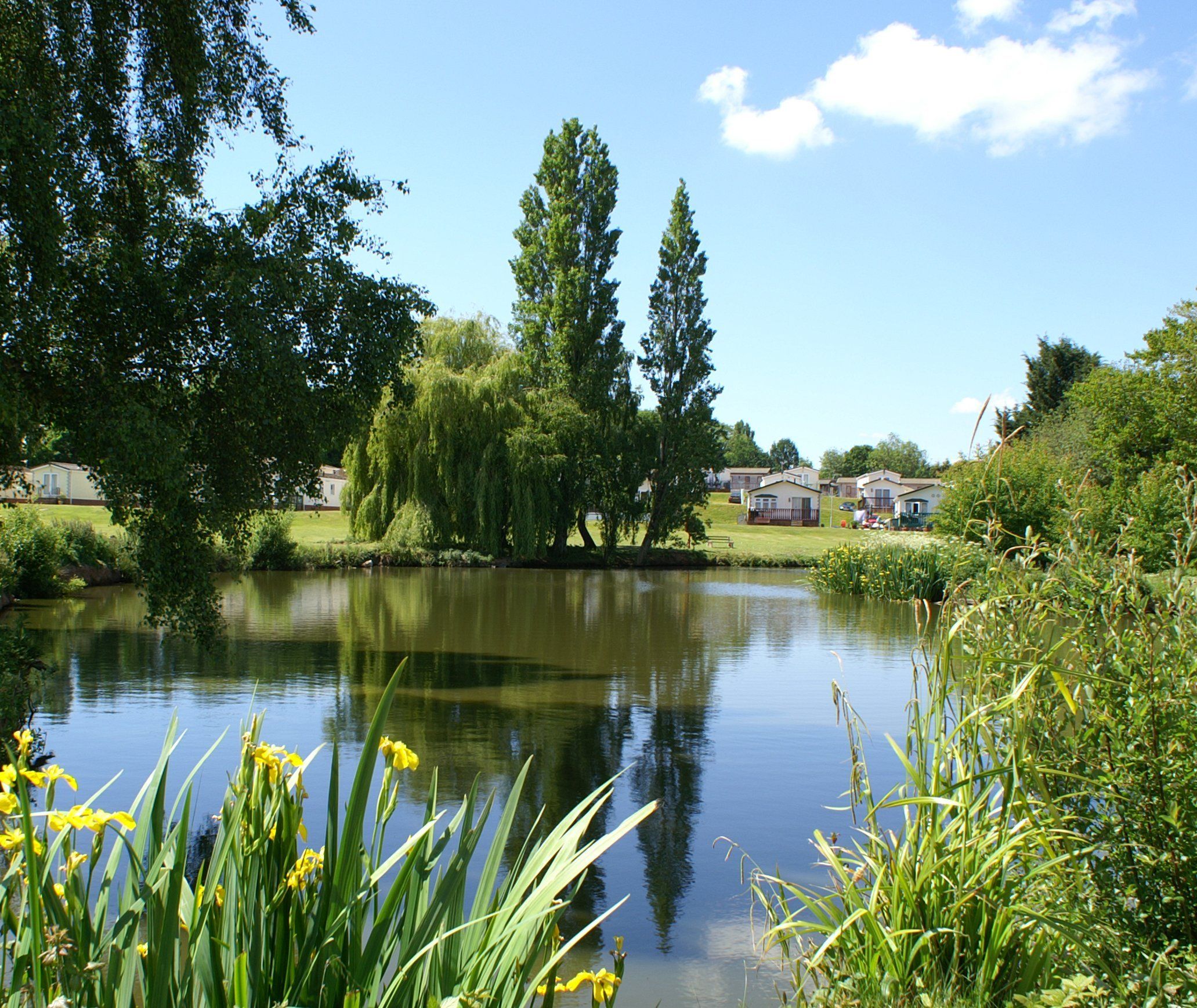 Small lake surrounded by green trees and grassy area with yellow flowers in the foreground and buildings in the background.