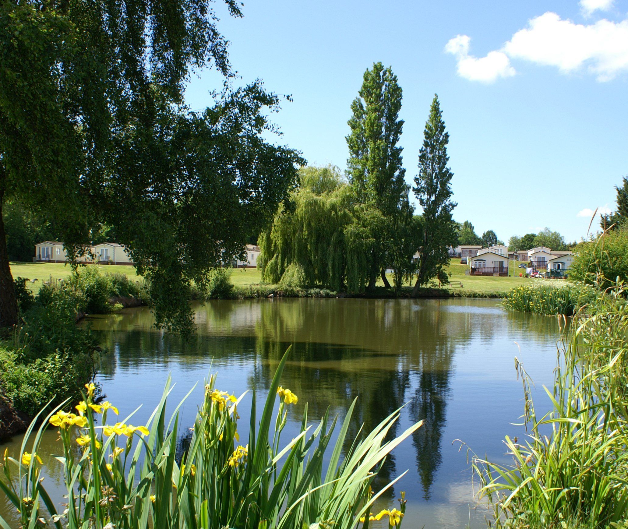 Small lake surrounded by green trees and grassy area with yellow flowers in the foreground and buildings in the background.