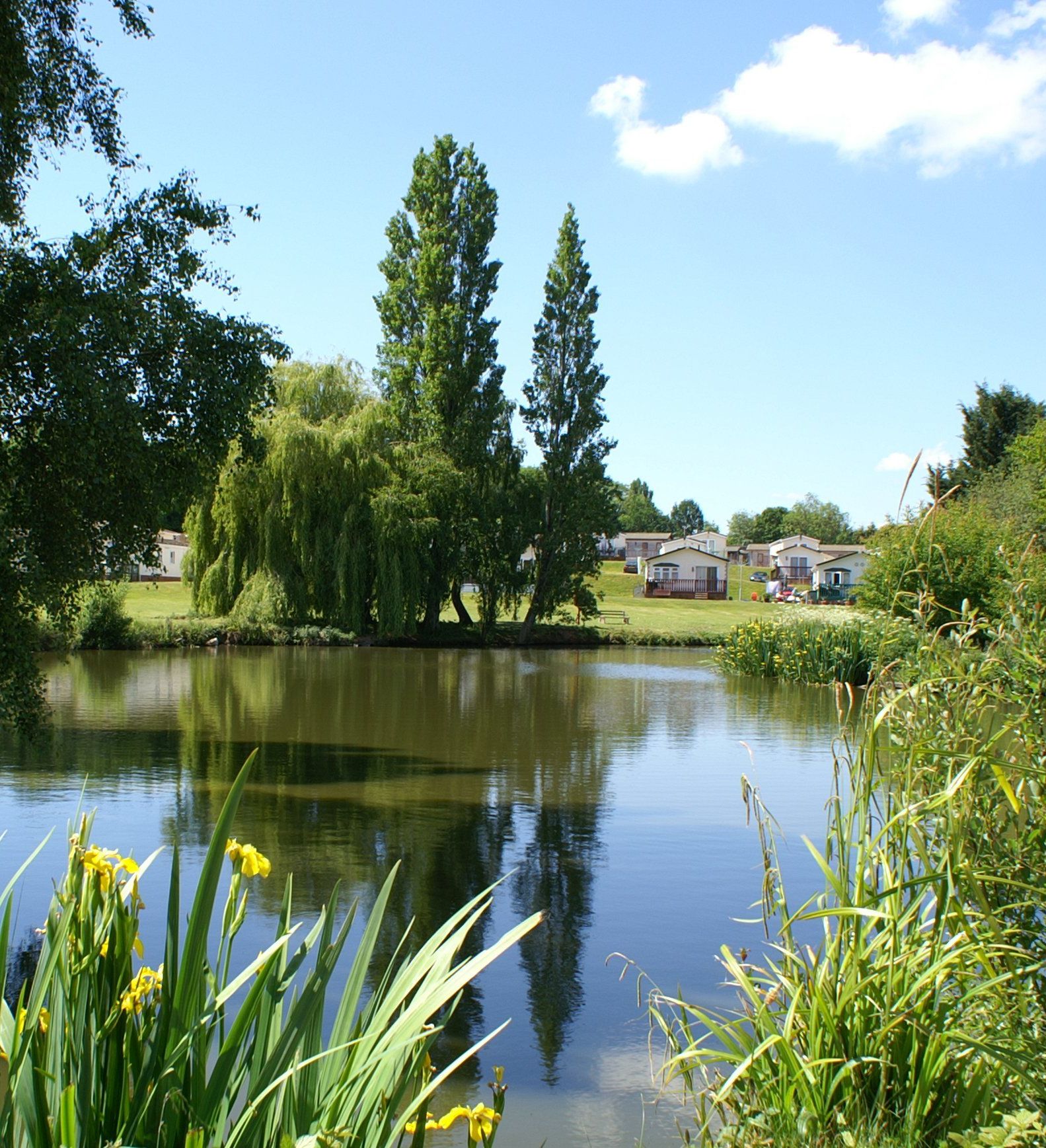 Small lake surrounded by green trees and grassy area with yellow flowers in the foreground and buildings in the background.