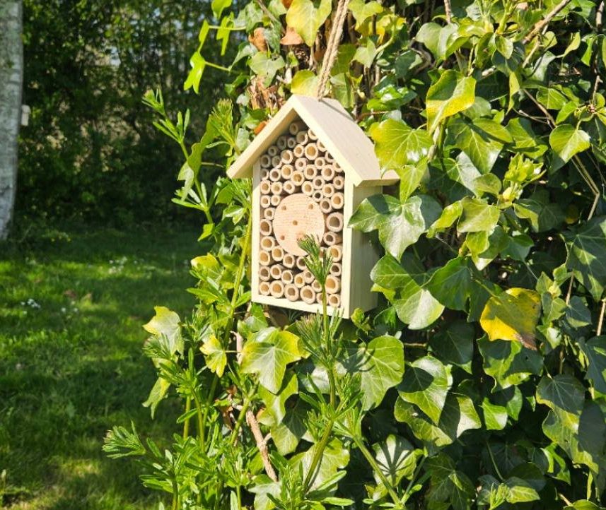 Wooden bug hotel hanging from an ivy-covered tree on a sunny nature trail at Hazelwood Holiday Park