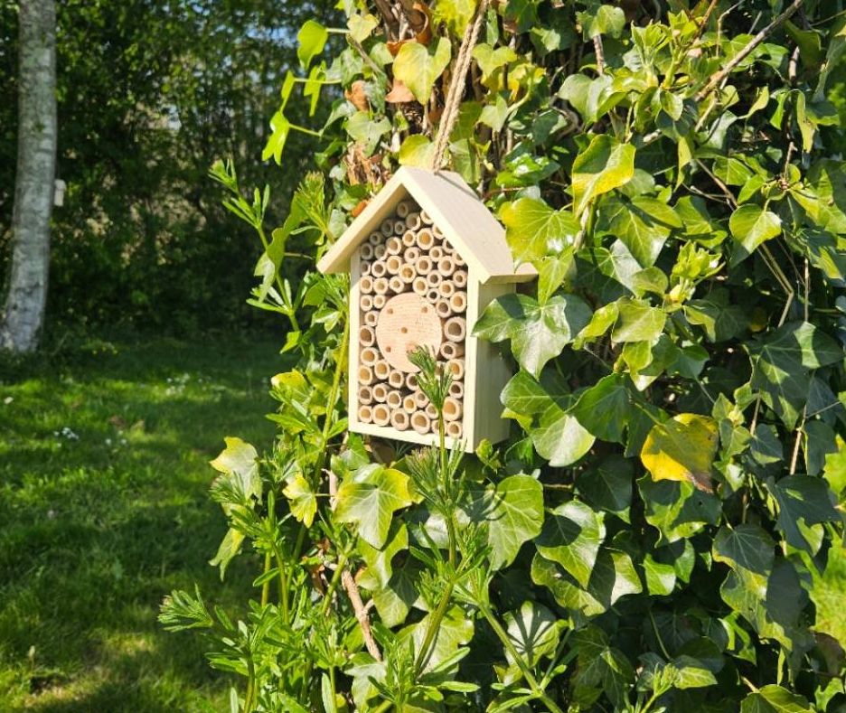 Wooden bug hotel hanging from an ivy-covered tree on a sunny nature trail at Hazelwood Holiday Park