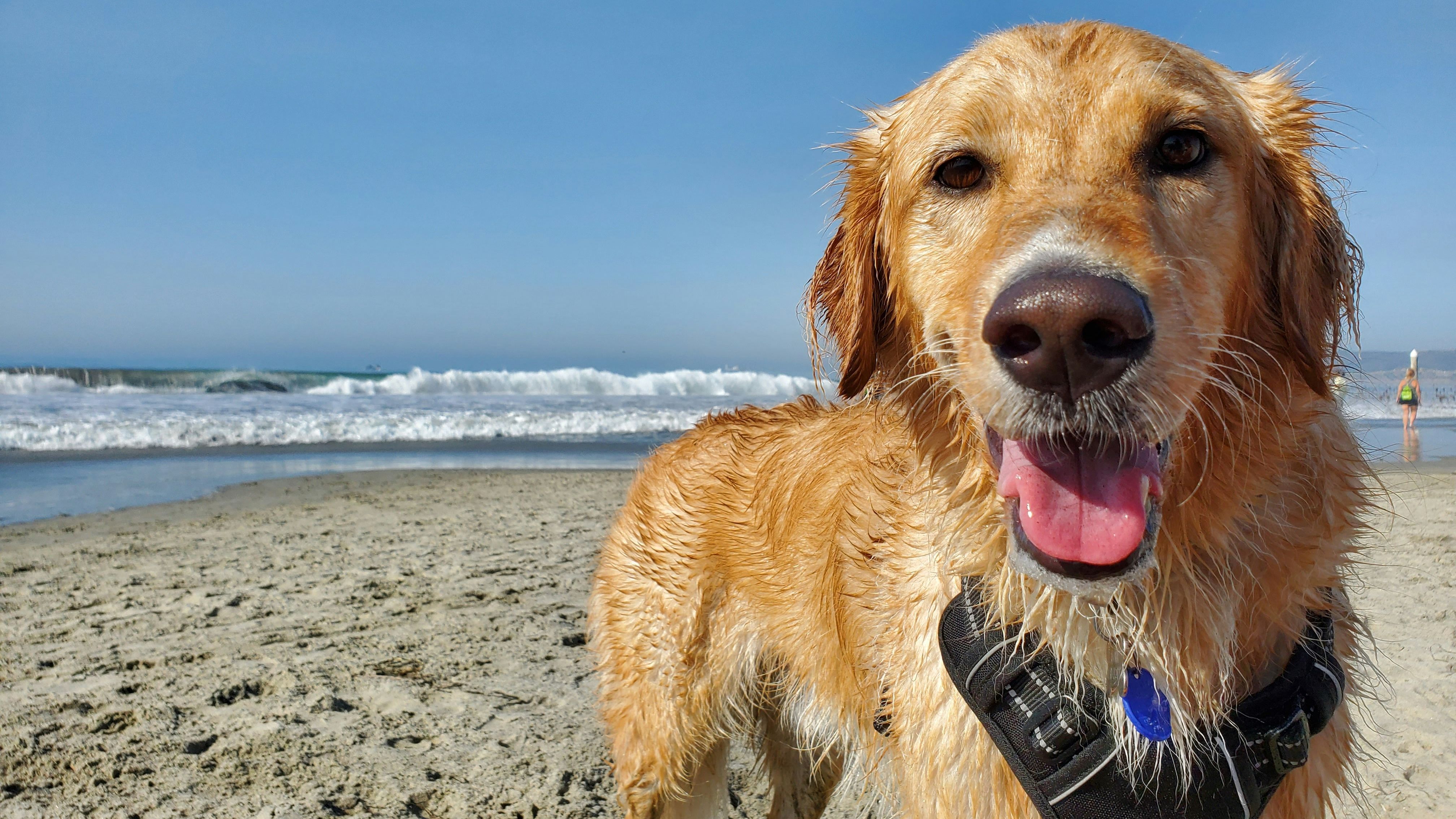 Wet golden retriever wearing a harness on a sandy beach with waves behind