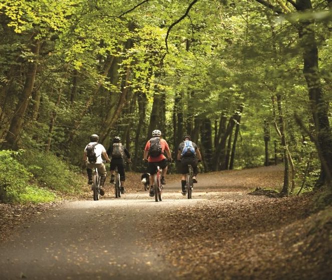 Four cyclists riding along a forest path under green trees