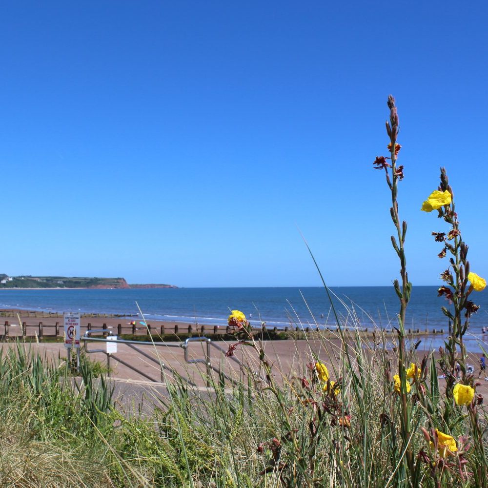 Yellow wildflowers and dune grass overlooking Dawlish Warren beach and calm sea under a clear blue sky