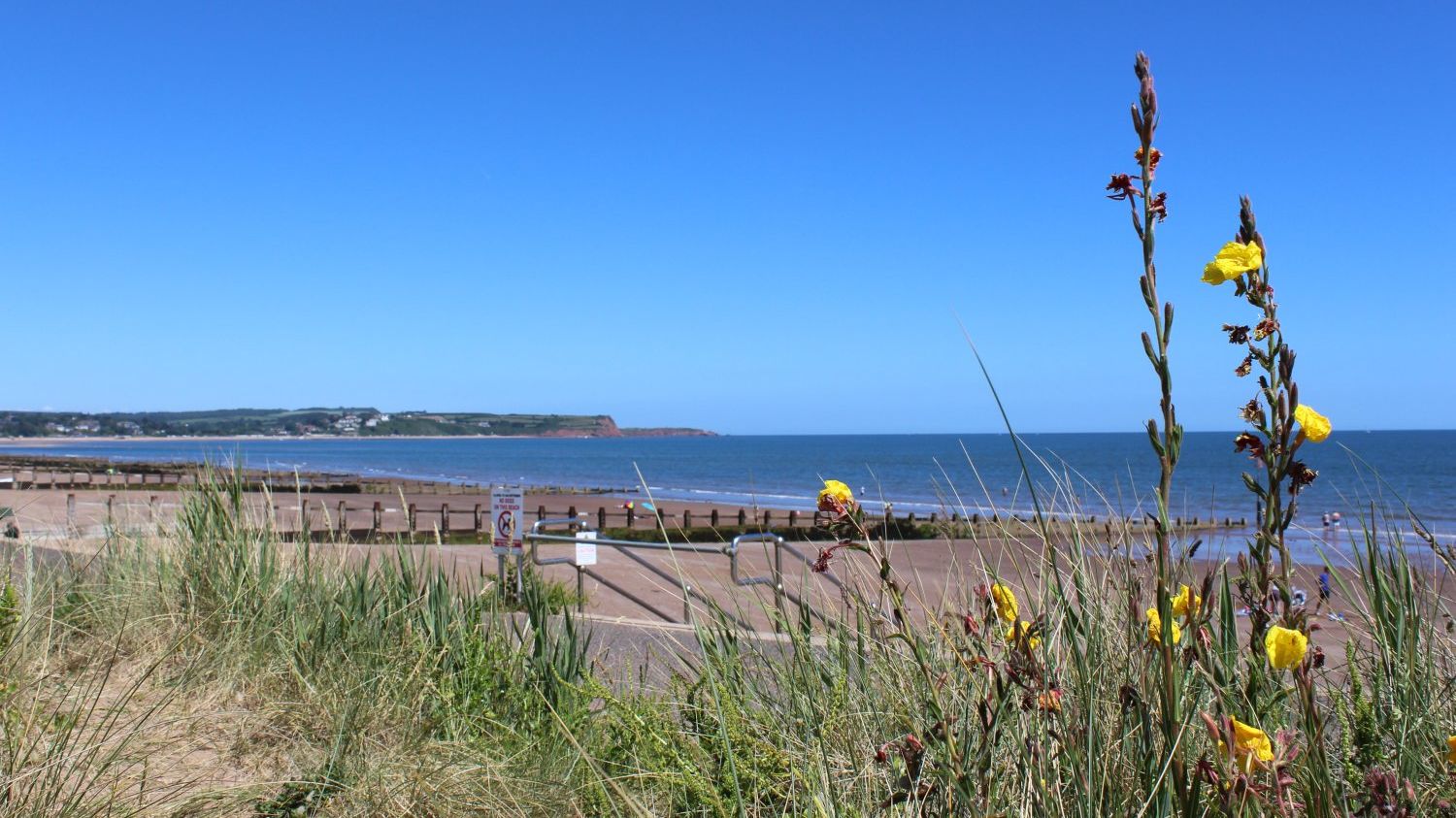 Yellow wildflowers and dune grass overlooking Dawlish Warren beach and calm sea under a clear blue sky