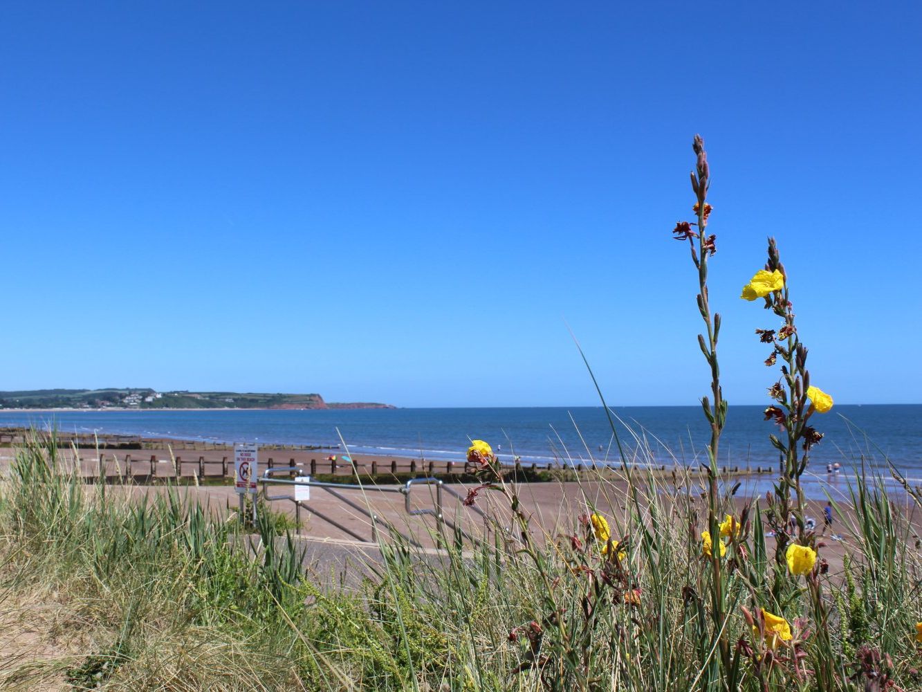 Yellow wildflowers and dune grass overlooking Dawlish Warren beach and calm sea under a clear blue sky