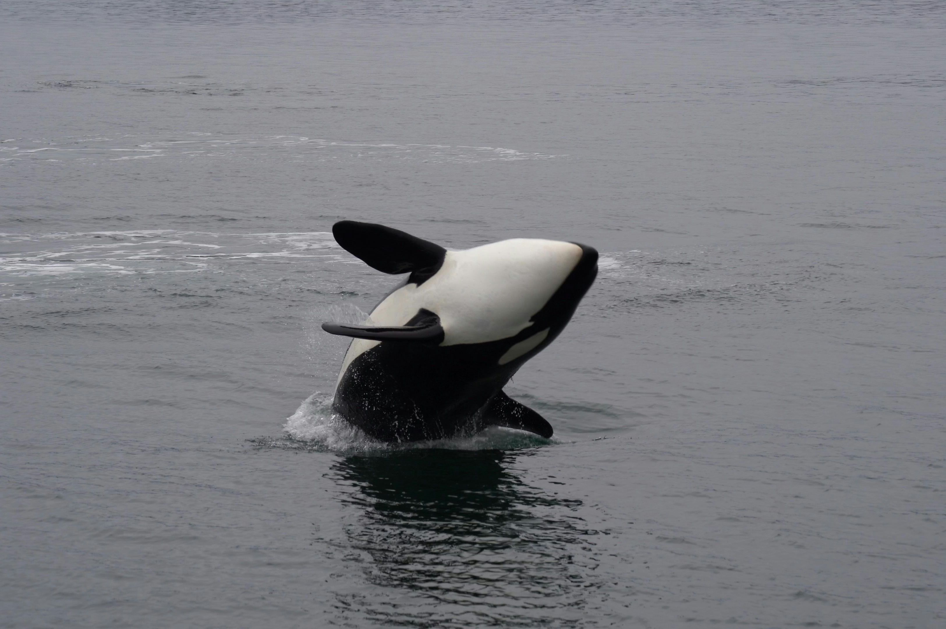 Orca breaching out of the sea
