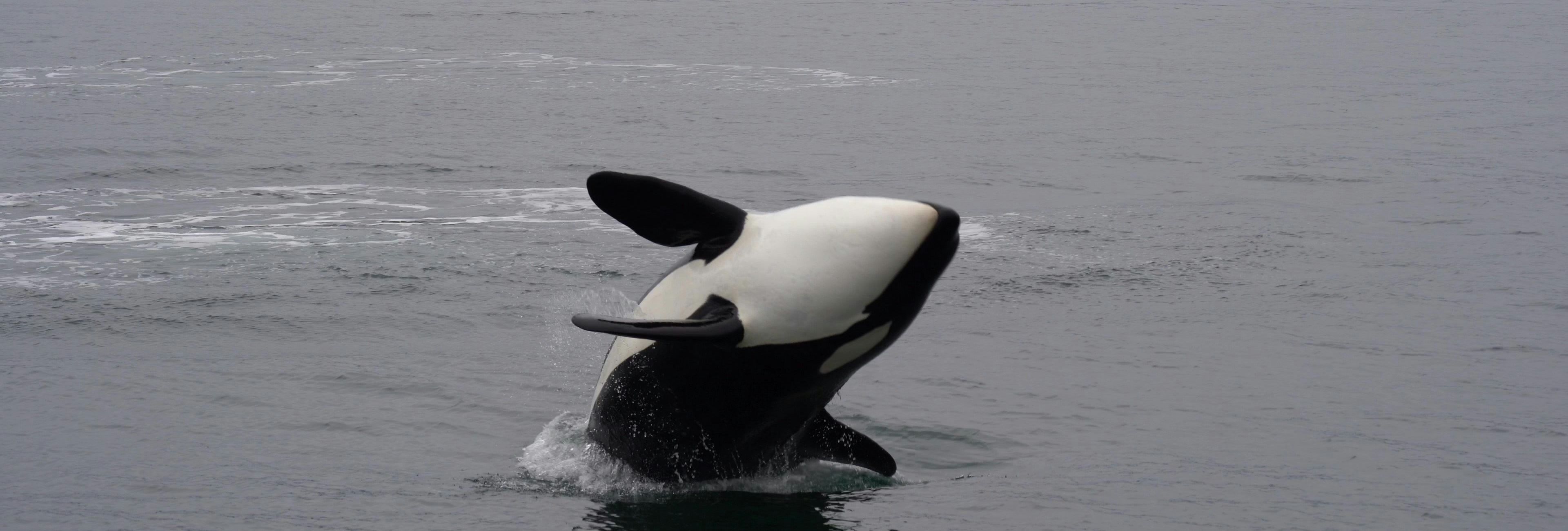 Orca breaching out of the sea