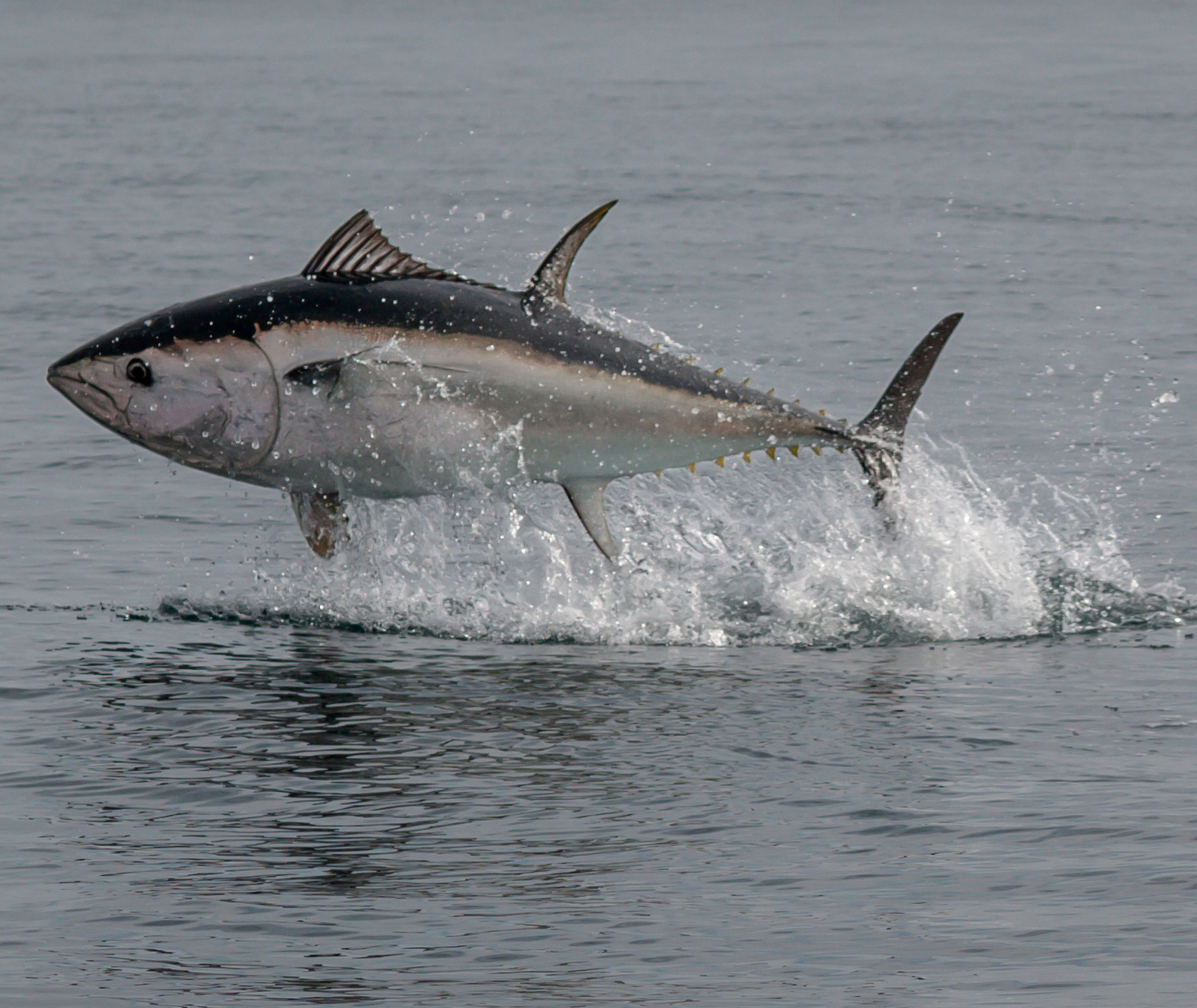 Large tuna leaping out of the sea with water splashing around it