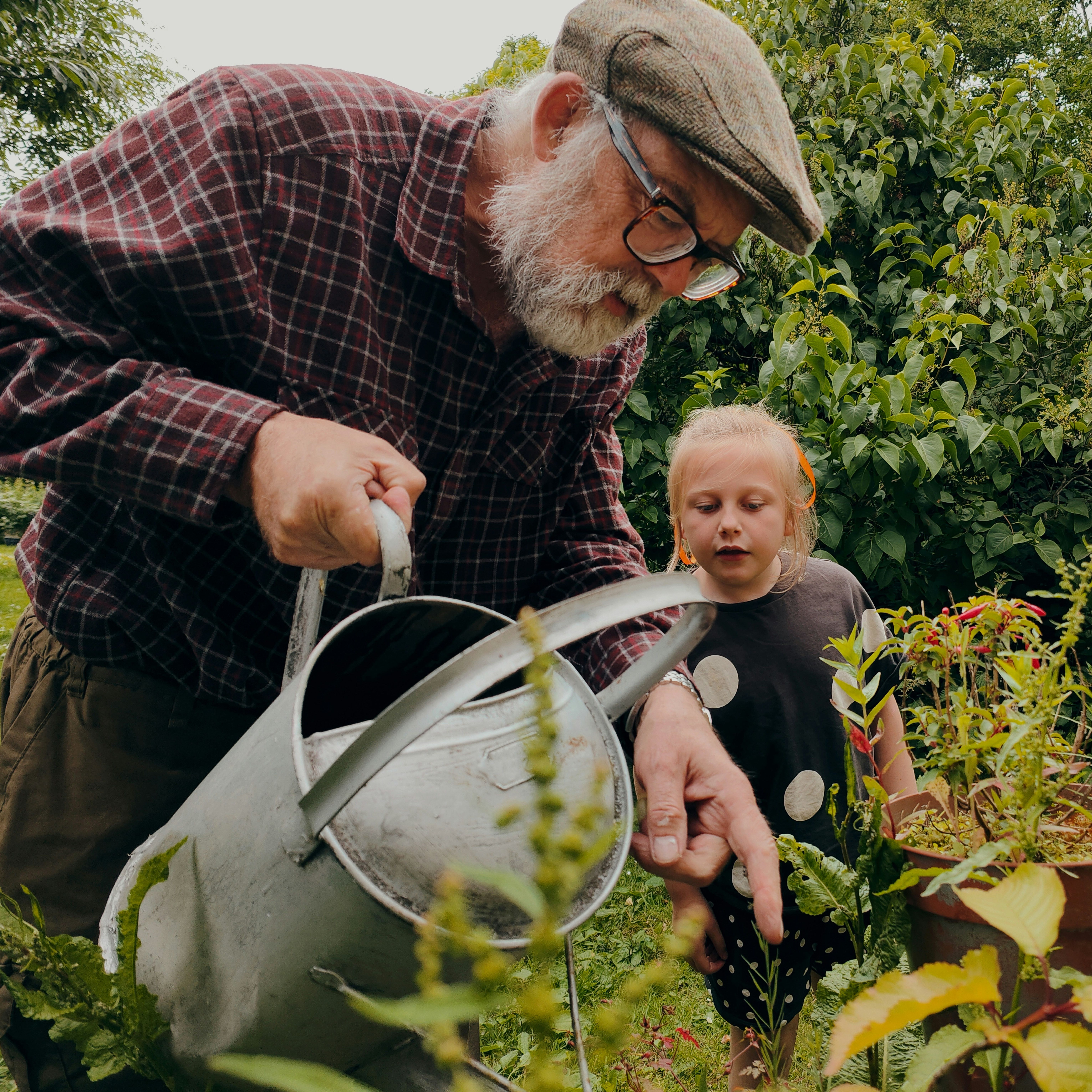 Elderly man watering plants with a metal watering can while a young girl watches in a garden