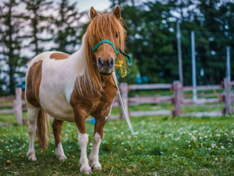 Miniature Pony