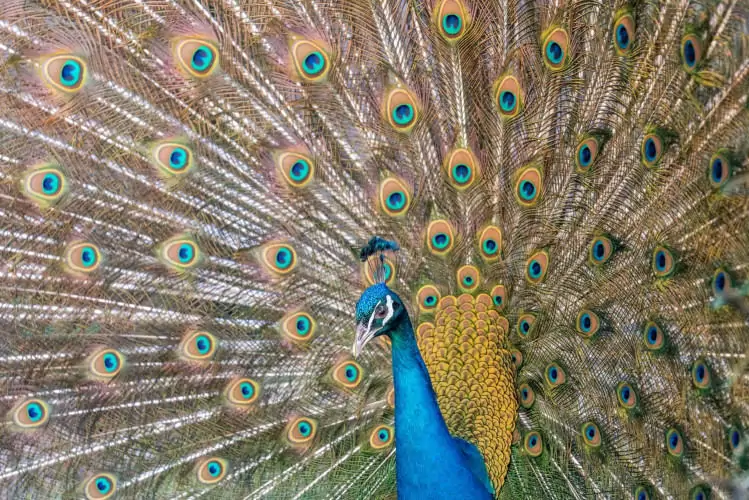 Peacocks at Hazlewood Castle, Leeds