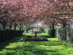 Cherry Blossom at Hazlewood Castle