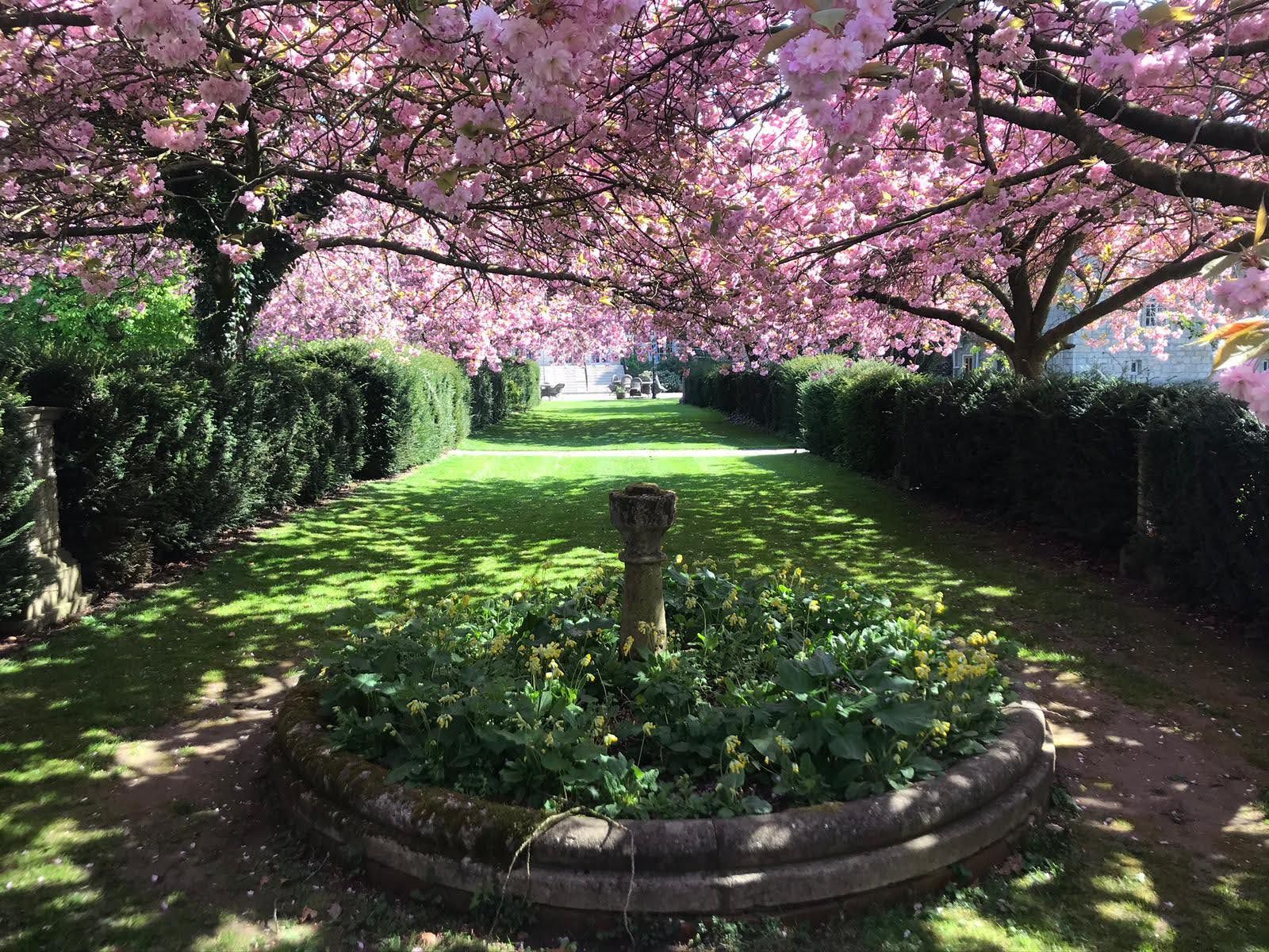A garden path lined with trimmed hedges and overhung by cherry blossom trees in full bloom.