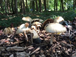 mushrooms