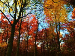 autum-wood