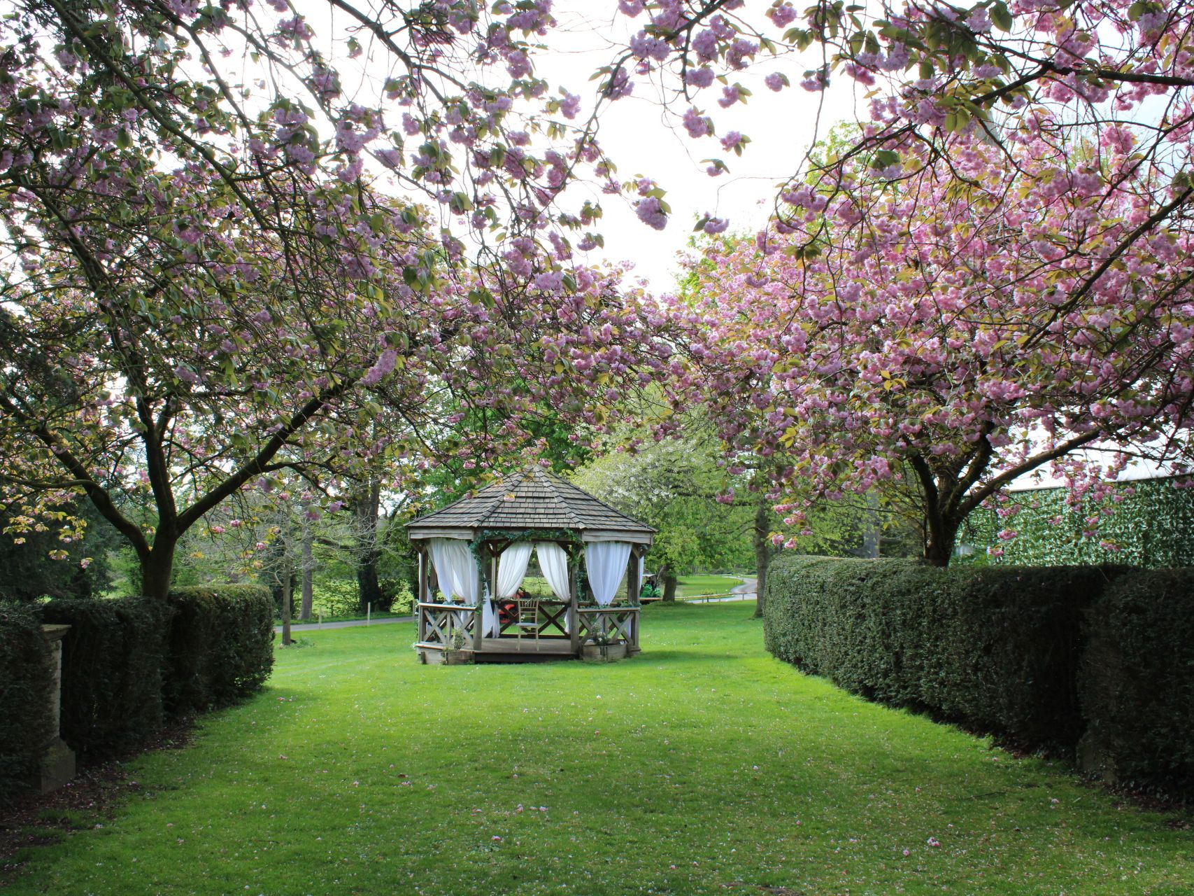 Wooden gazebo with white curtains beneath pink blossom trees in a garden