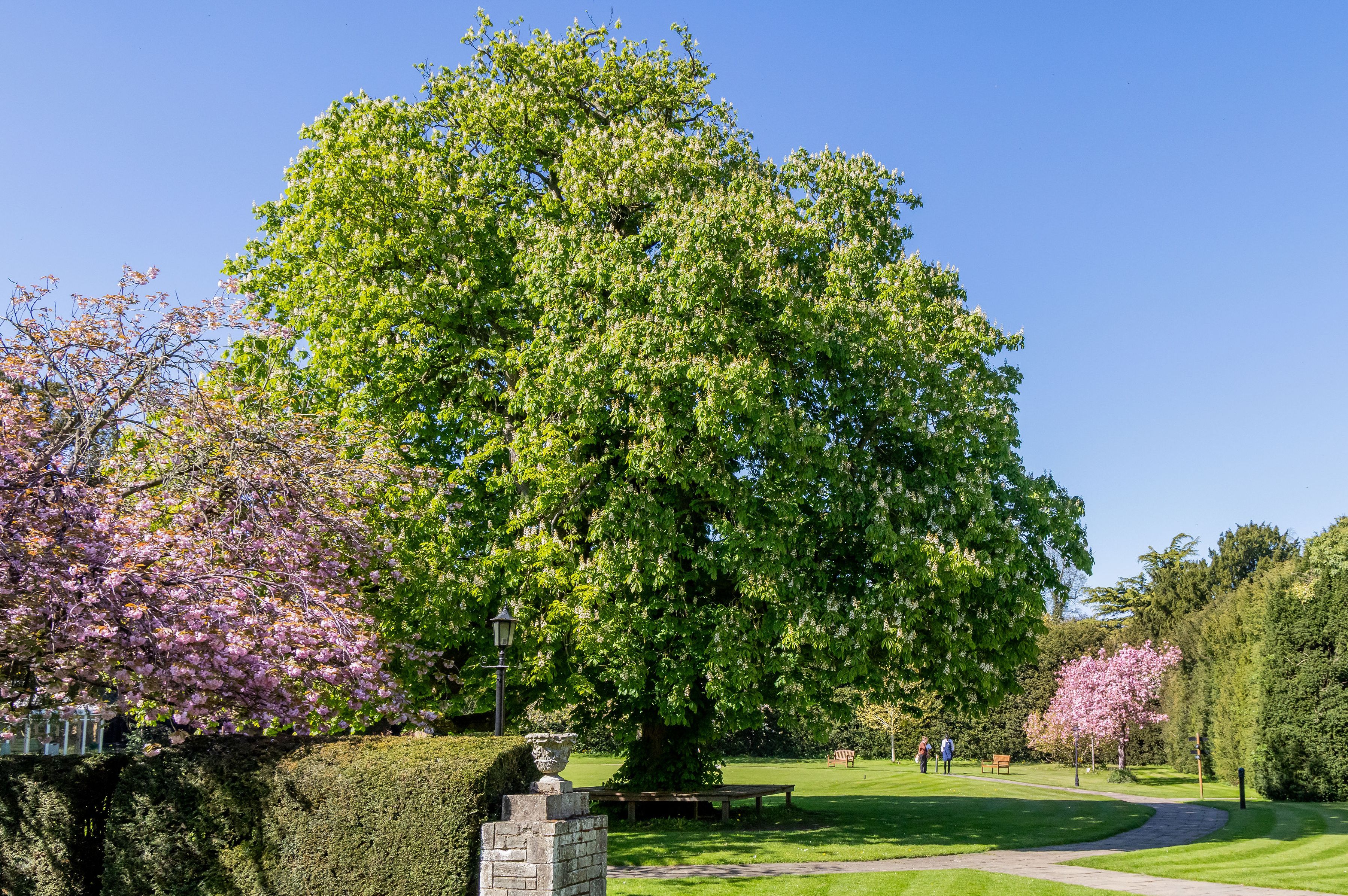 Towering green tree with spring blossom in a landscaped garden under a clear blue sky