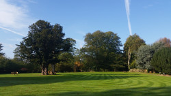 Green lawn