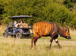 Mountain Bongo, Watatunga