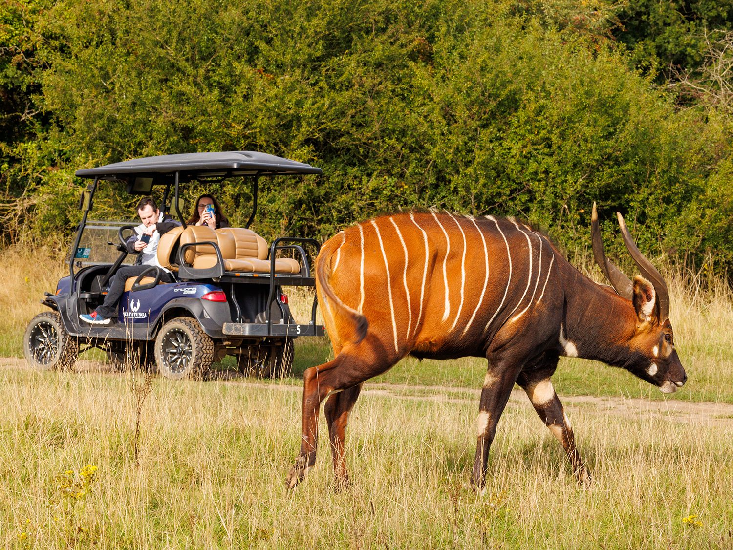 Mountain Bongo, Watatunga